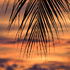 Palmset