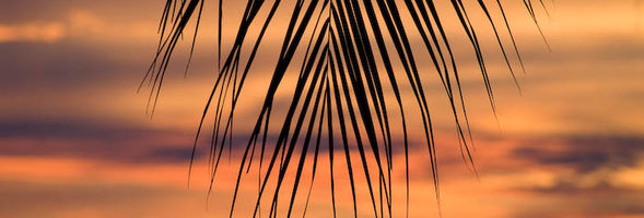 Palmset