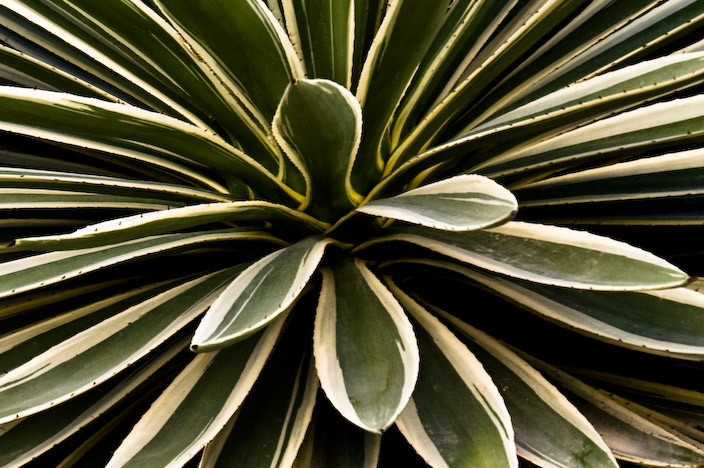 Unknown Plant