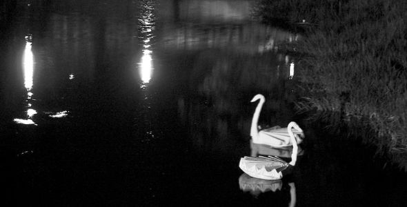 Big Swans