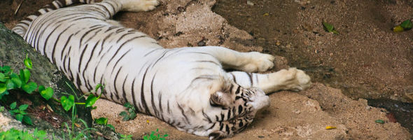 Lazy Tiger