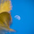 Palm Blue Moon