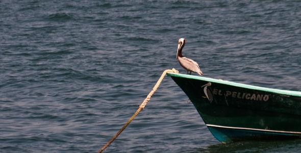El Pelicano