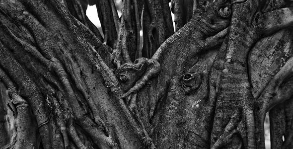 Old Tree in Fluvial Vallarta