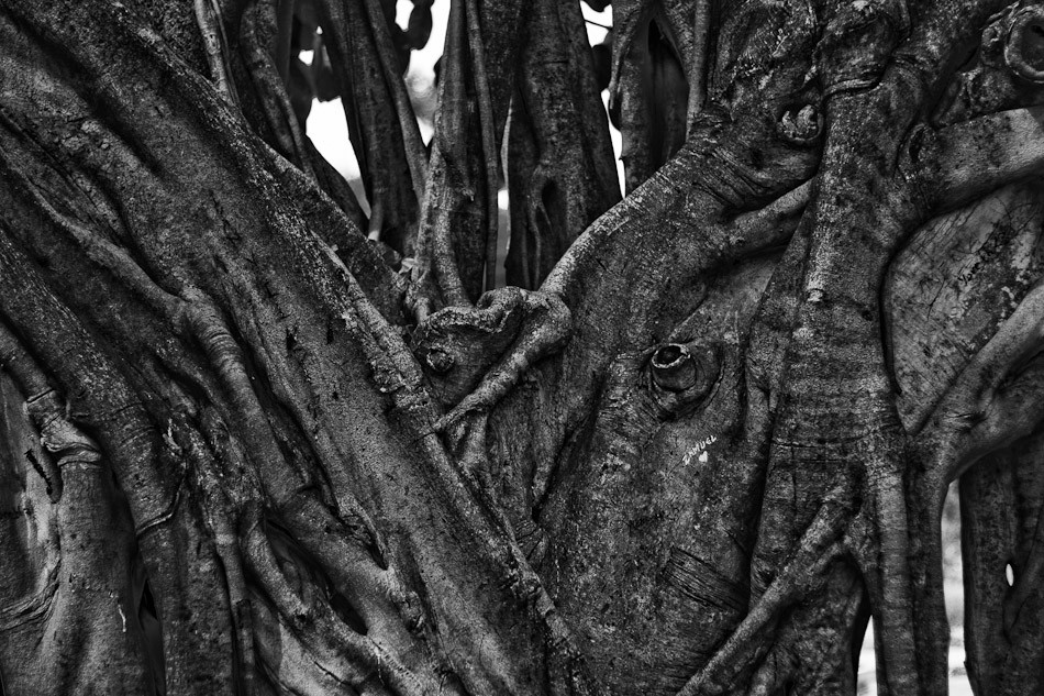 Old Tree in Fluvial Vallarta
