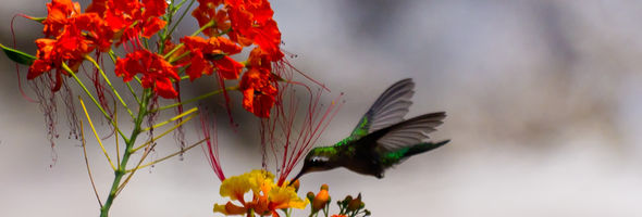 colibrí – Hummingbird