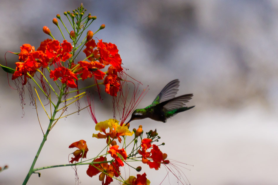 colibrí – Hummingbird