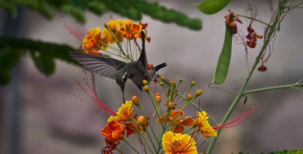 colibrí 2 – Hummingbird 2