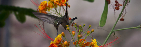 colibrí 2 – Hummingbird 2