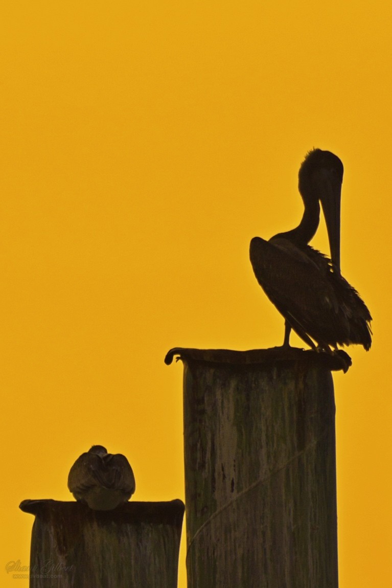 Pelicans at sunset