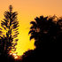 Pine Sunset